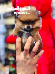  2 pomeranian puppy 2 months old