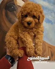  2 toy poodle T_cup now in Jordan  توي بودل تيكب بجميع الأوراق والثبوتيات والجواز والمايكرتشيب من روسيا