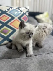  3 2 كيتن هملايا