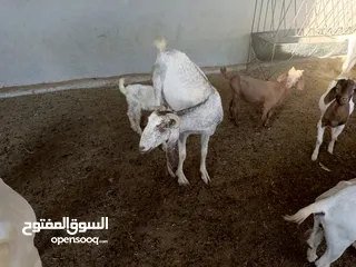  21 ماعز خليط موجود كمية