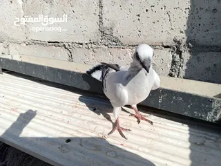  5 جواز حمام للبيع