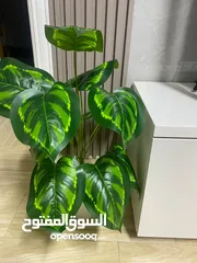  6 اشجار زيينه