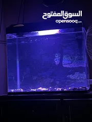  1 fish aquarium