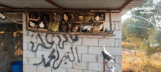  1 50 جوز حمام