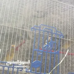  1 بناديق حسون مسمعات للبيع