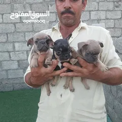  2 فرنش بلدوغ و بومرينين Pomeranian and French Bulldog