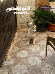  1 كلب هاسكي  بيور