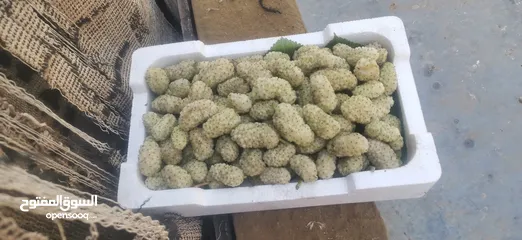  4 يوجد توت ابيض اسود