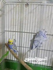  10 مجموعة طيور جواز كلها شغاله أن شاء الله