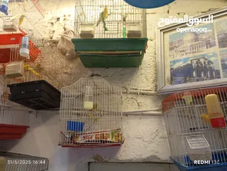  4 طيور كنارت وببغات للبيع