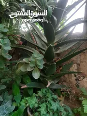  14 زريعه زينه للبيع