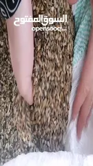  3 بزر خرفيش أصلي