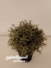  7 اغراض من ايكيا كل غرض ب 1