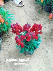  8 زهور نباتات