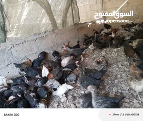  6 فراخ بلدي ومشكل