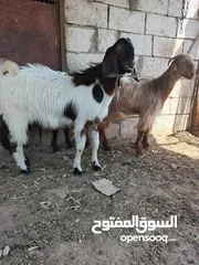  9 تبارك الله موجود عنزين كفاله حليب السن ريشه الحبه وجمع نظيف موجود شعاري اثنتين لحم ومقنوي يقطع من 17