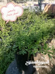  22 اشتال للبيع يتوفر اشتال منوعه وجميله