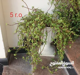  7 for sale plants