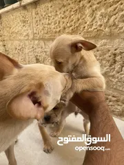  20 ‎ للبيع: جراء شيواوا صغيرة الحجم – شكل فاخر