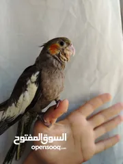  1 ببغاء كوكتيل فرخ