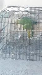 4 Parrot for Sale