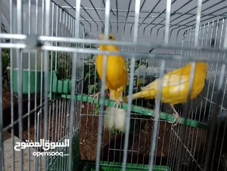  4 عصافير كنار