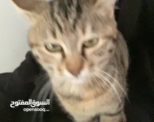  1 قطتين للبيع مع كامل اغراضهم