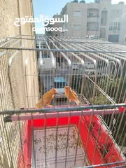  2 جوز كنار للبيع بدون قفص