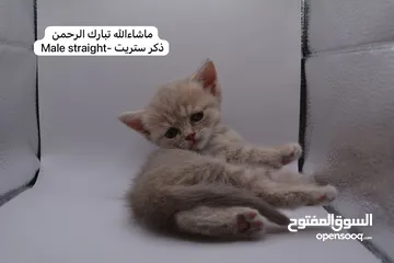  30 سكوتش كيتن فولد وستريت الوان مميزه ليلك ومشمشي وغيرها 15 كيتن
