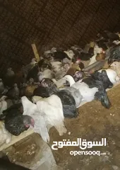  5 للبيع دجاج بحريني