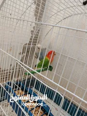  1 جوز روز اوبلاين