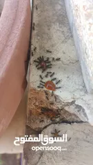  9 مبيد فتاااك قاتل جميع انواع النمل والصراصير يقتل بذكاء بتقنية عدو الدومينو وتركيبة المايكرو جل
