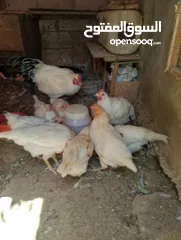  2 افراخ الوهمان عمر ثلث شهور وقريب ع اربعه للبيع يلي بدو يتصل