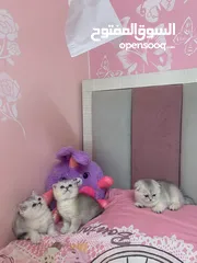  8 Scotch fold kittens