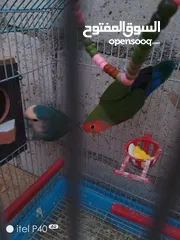  3 متاح جوز روز للبيع و جوز حب هوقو رومو فل وردات
