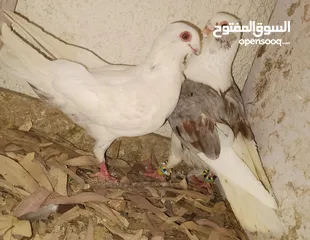  1 حمام جواز بصلات على نبي الحبه ب دينارين واغلبو تحتيو فراخ وبيض