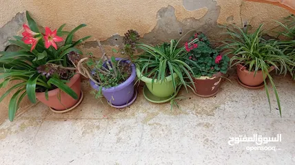  3 زريعة للبيع
