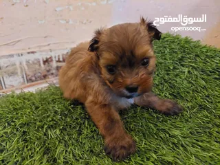  4 كلاب شيتزو ومالتيز