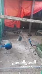  5 طاووس  للبيع