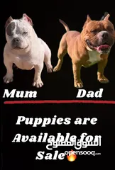  1 Available amircan bully puppies 40 day old years