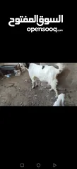  2 عنز وراها سخله بيضا برصا مميزه