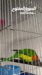  6 ببغاء لوري اليف  Cute Lori parrot