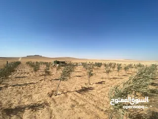 28 مزرعه زيتون