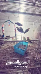  3 BIRDS FOR SALE