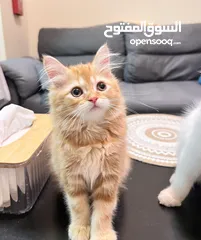  3 Cute Persian kittens