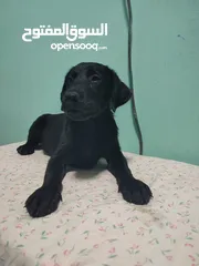  4 Labrador retriever puppies available