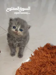  1 days persian kittens