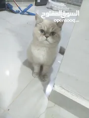  1 ققطط هملايا ذكر ونثى للبيع او للبدل
