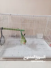  1 parrot green with cage