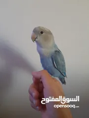  1 عصفور روز لي البيع اليف وههد داخلي
